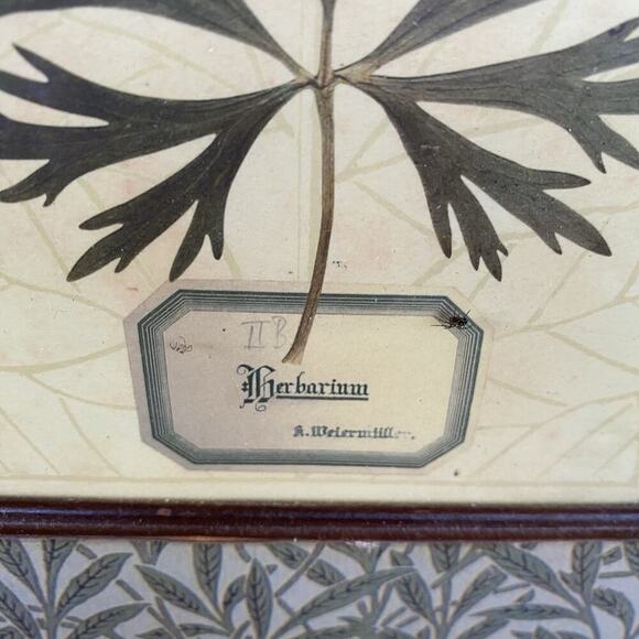 Vintage ArtPrint Of Herbarium 1880’s Botanical Leaves Maple & Daisy Set Of 2 - Picture 7 of 9